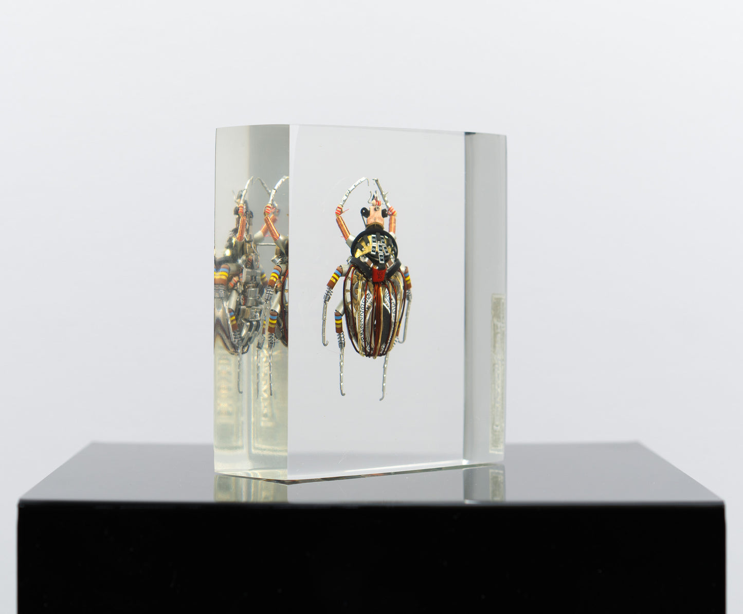 Perpetual Date Flower Beetle, 2025
