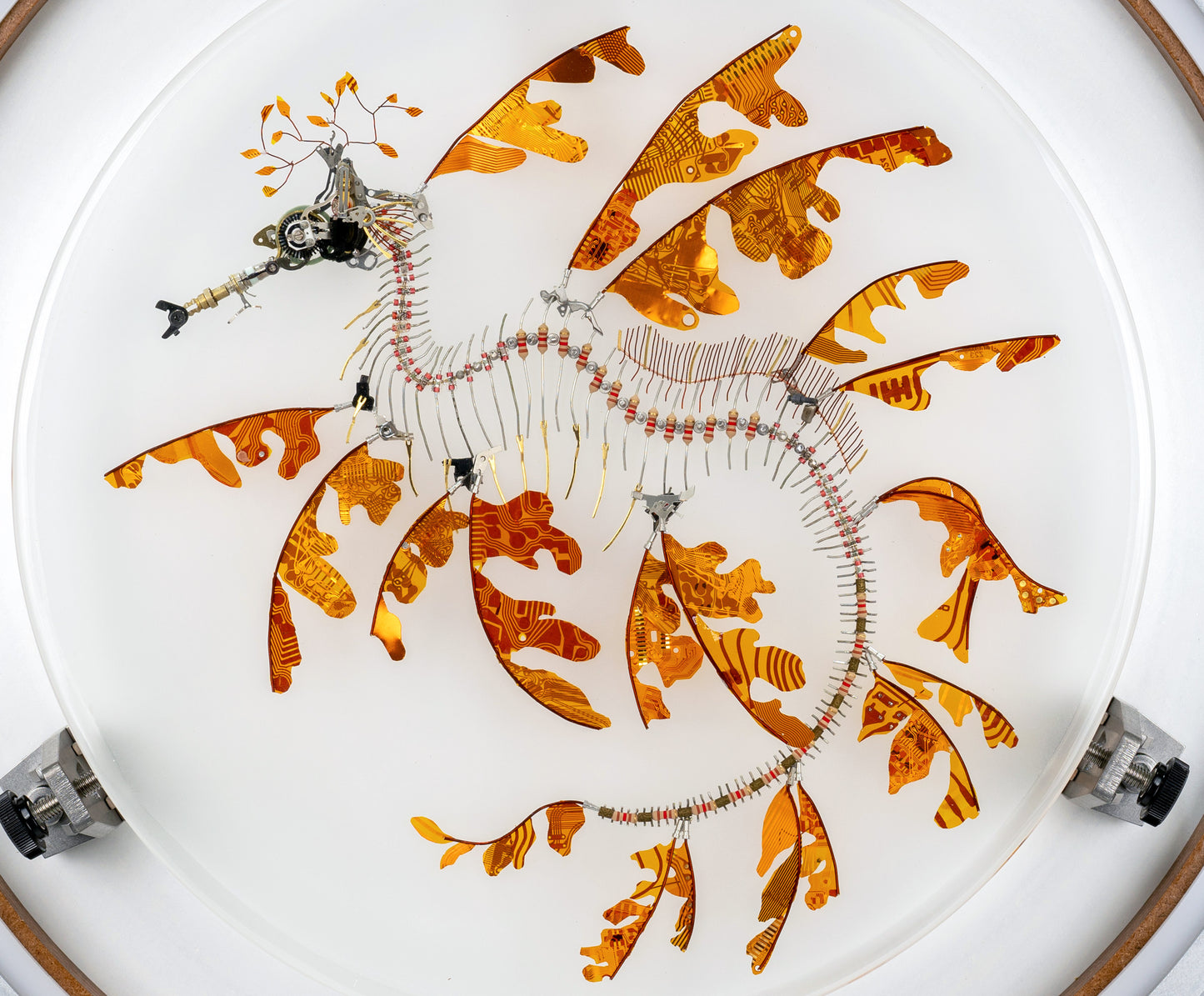 Polyimide Seadragon, 2023