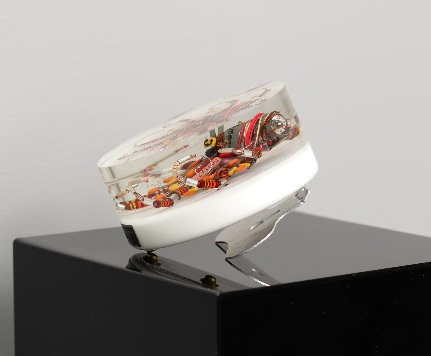 Lava Lava Octopus (Tube-Head Cephalopod), 2025