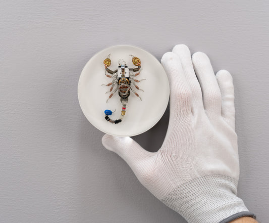 Cobalt Scorpion, 2025