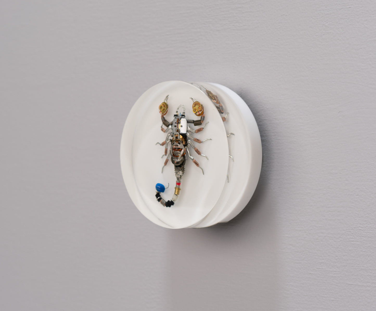 Cobalt Scorpion, 2025