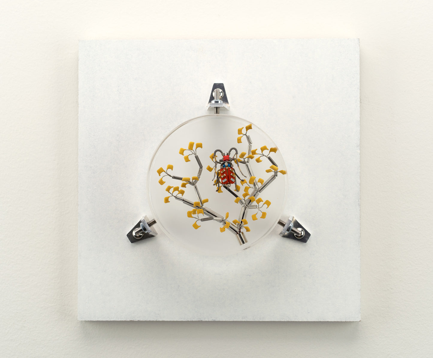 Six-Spotted Fire Bug, 2023