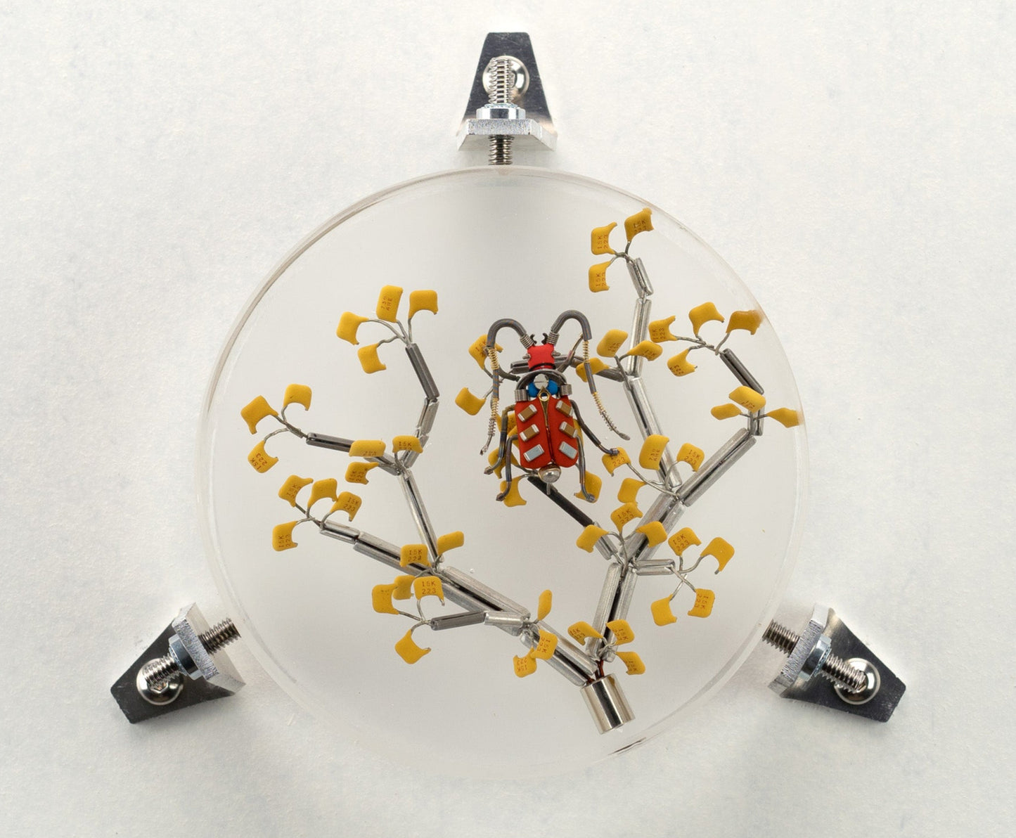 Six-Spotted Fire Bug, 2023