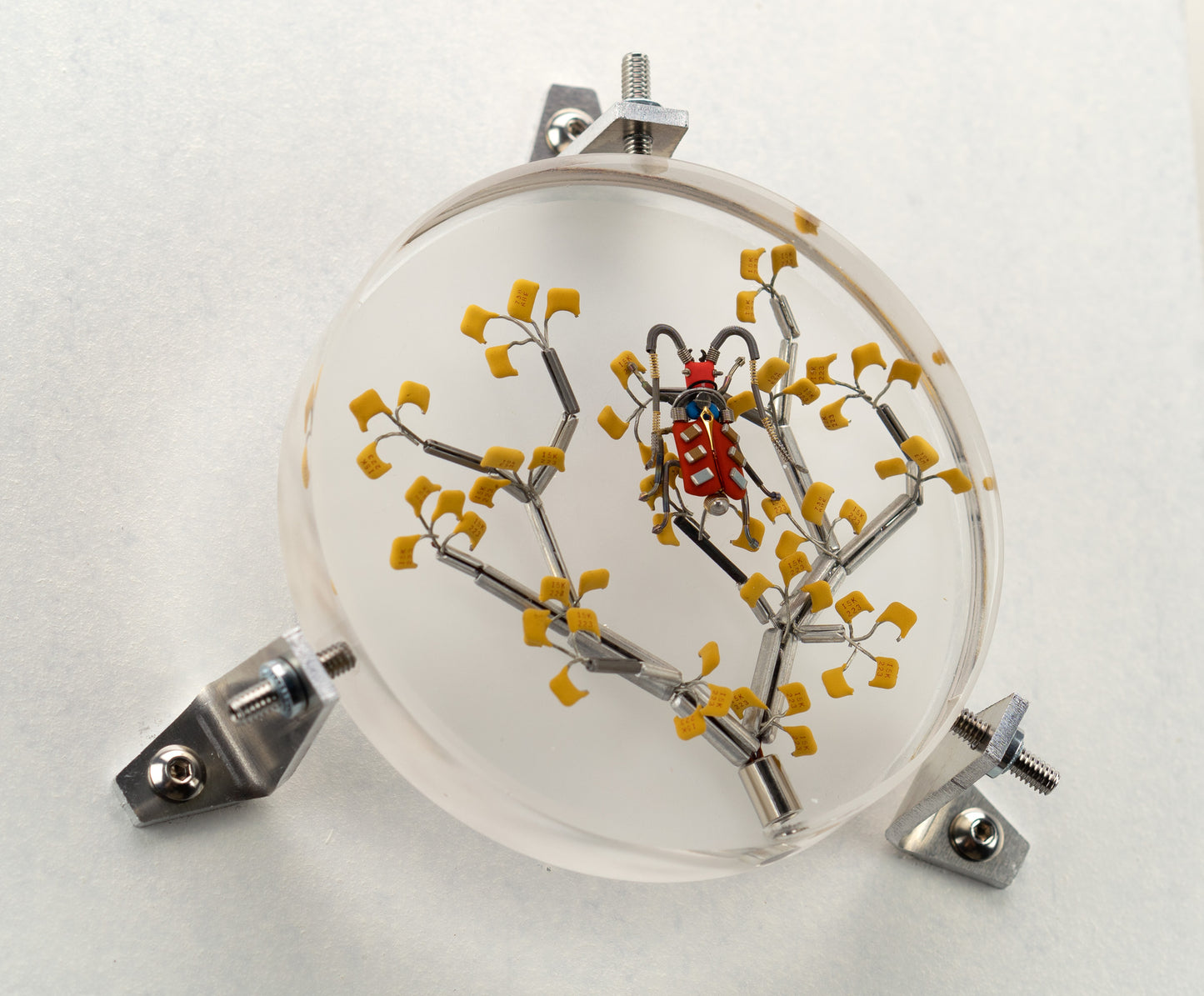 Six-Spotted Fire Bug, 2023