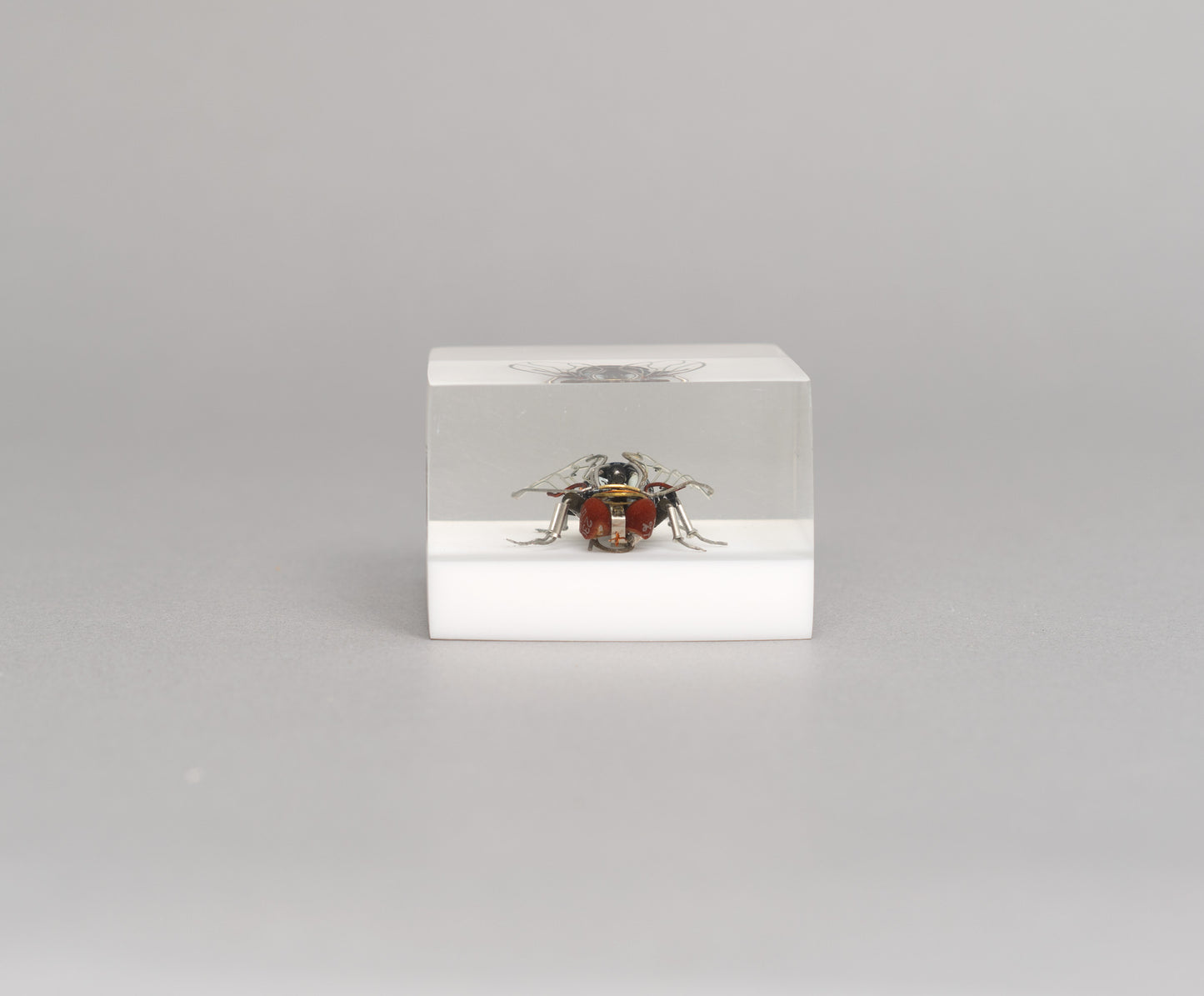 Mercury-winged Fly, 2026
