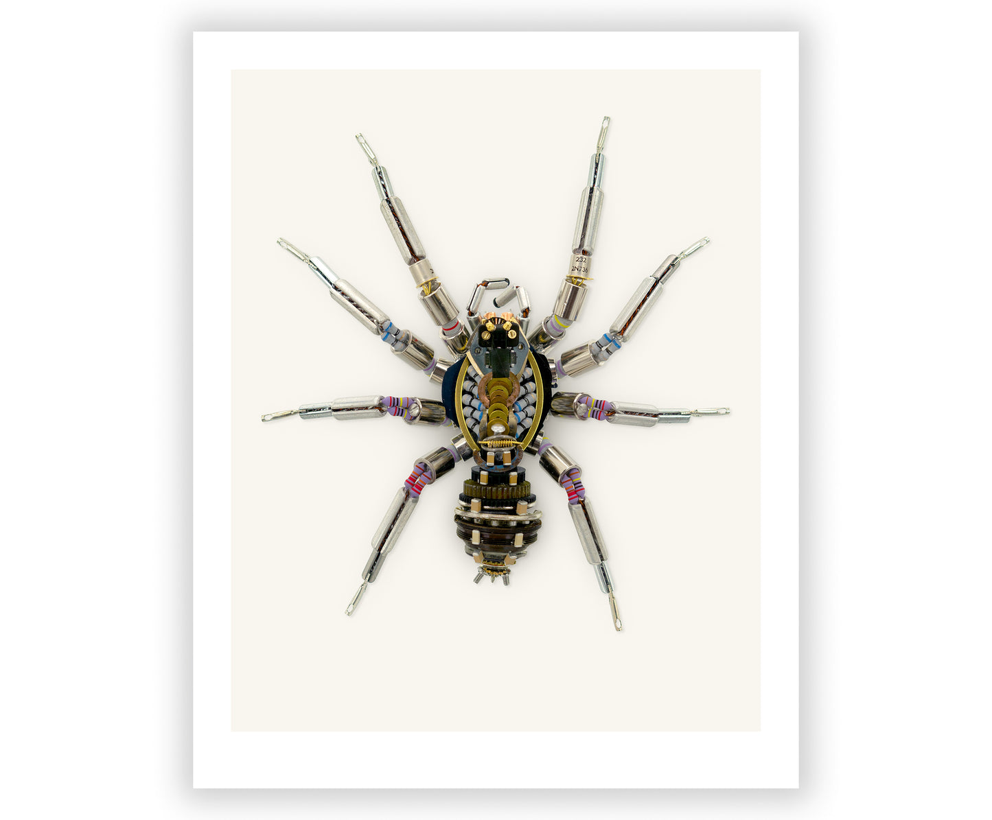 Wolf Spider Signed Fine Art Print (8 x 10)