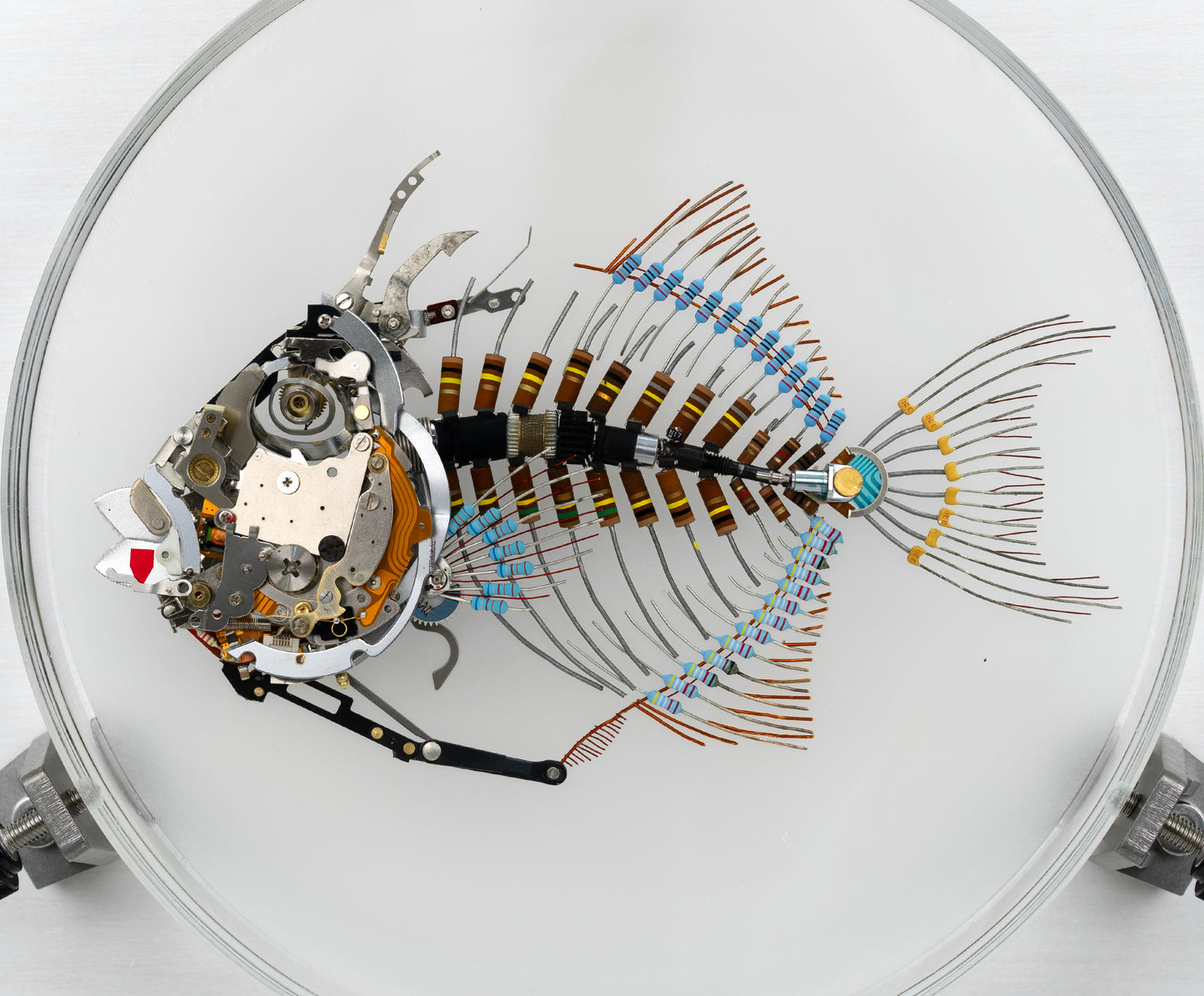 Finescale Triggerfish, 2023