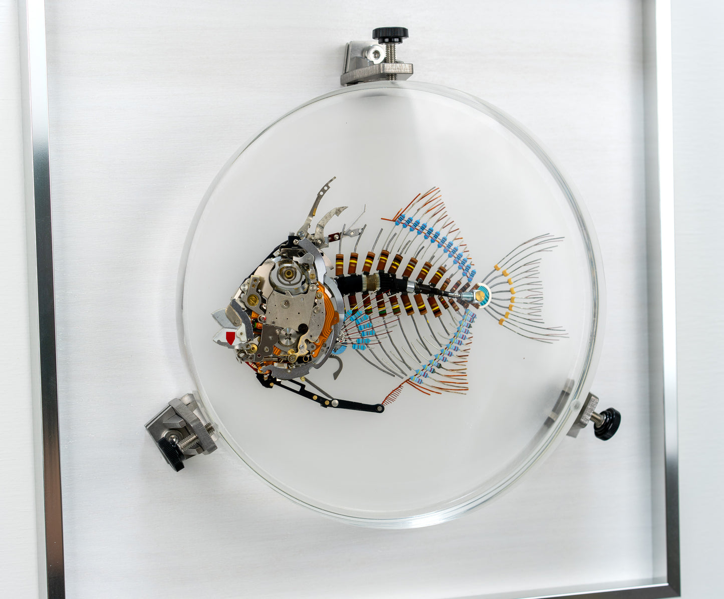Finescale Triggerfish, 2023