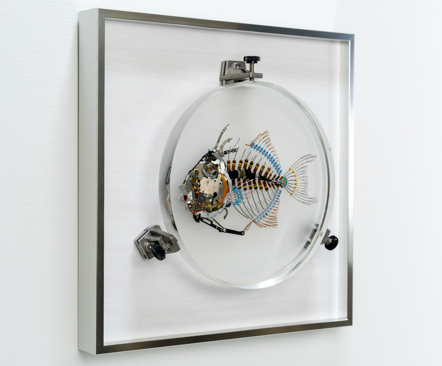 Finescale Triggerfish, 2023