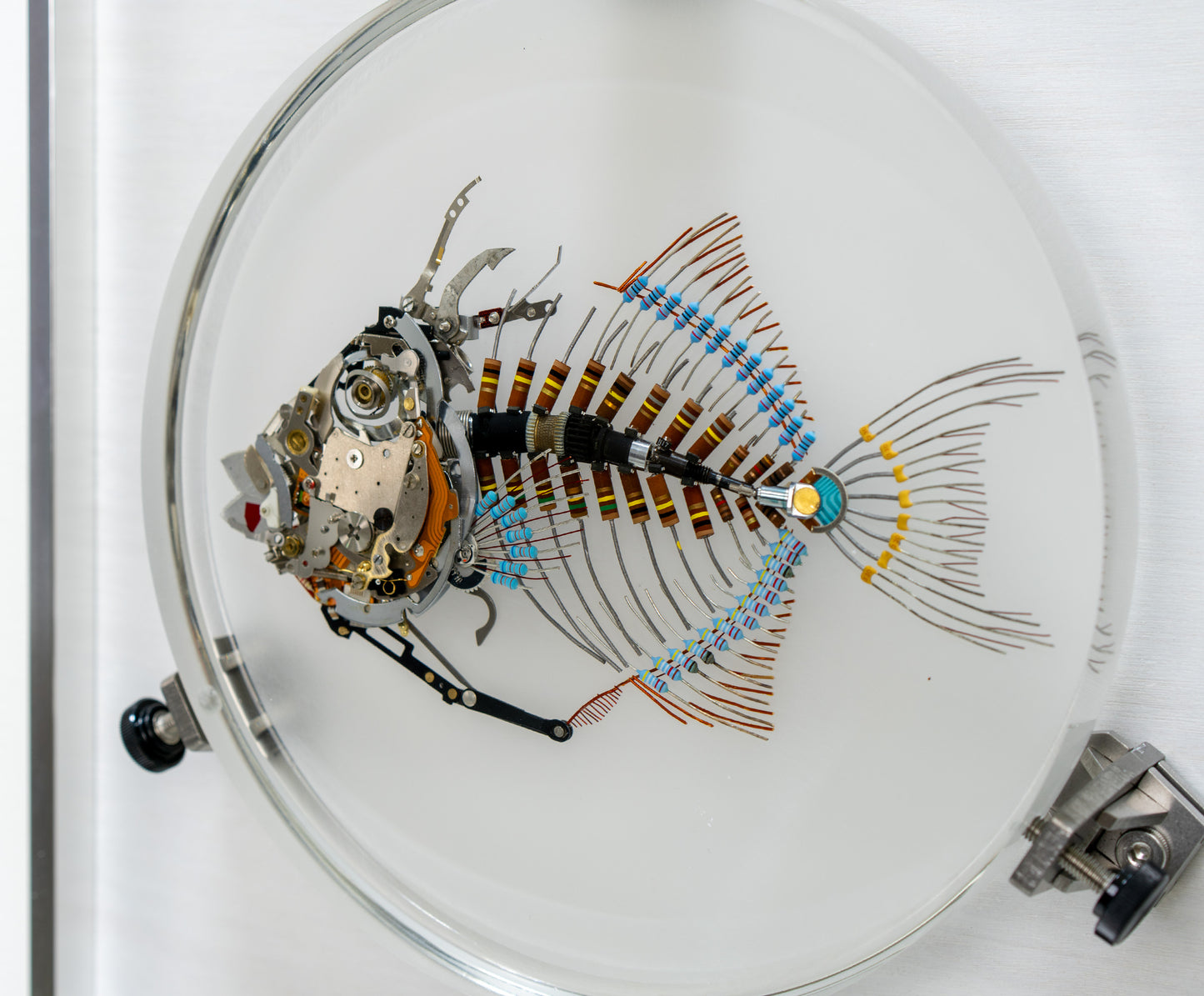 Finescale Triggerfish, 2023