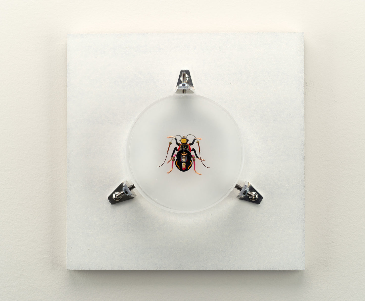 Violin Longhorn Beetle, 2023