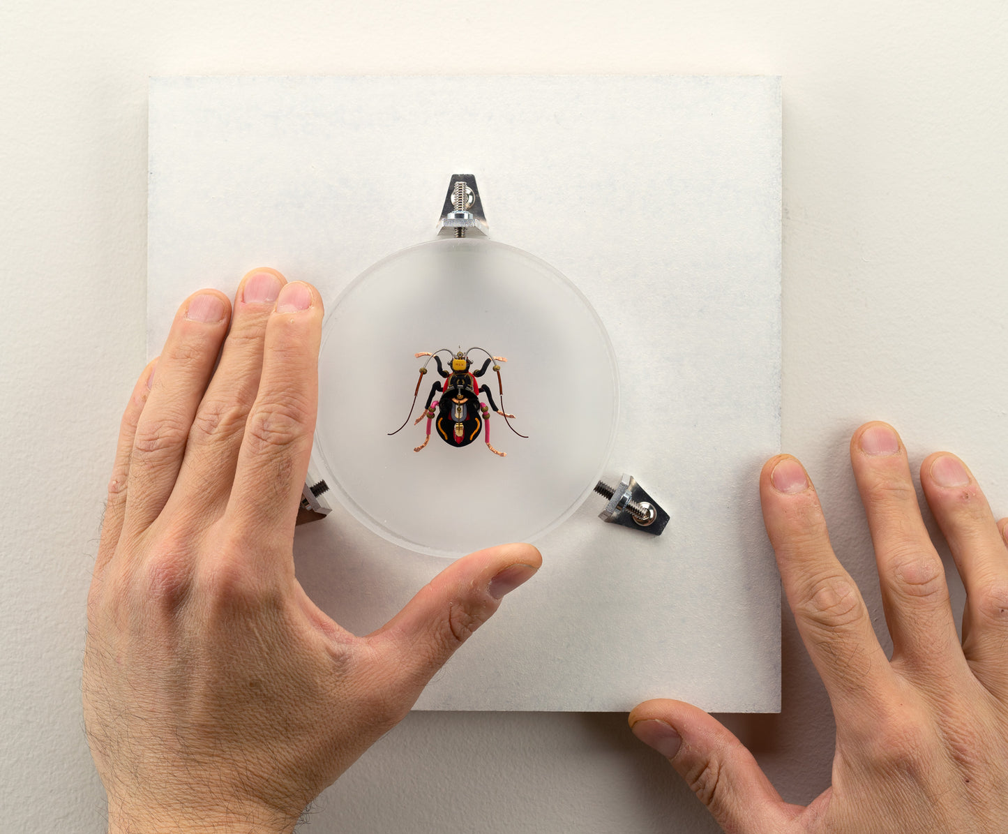 Violin Longhorn Beetle, 2023