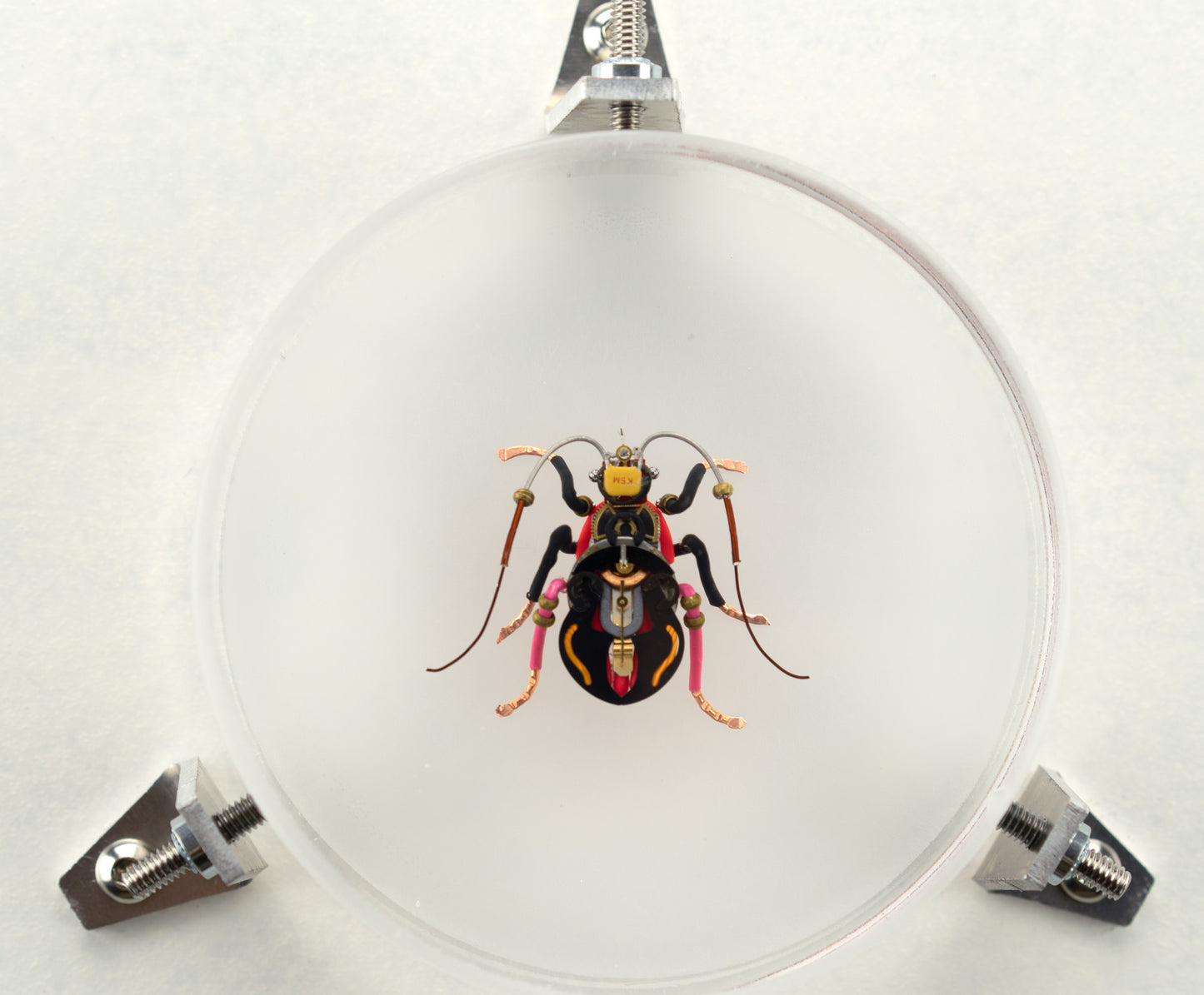 Violin Longhorn Beetle, 2023
