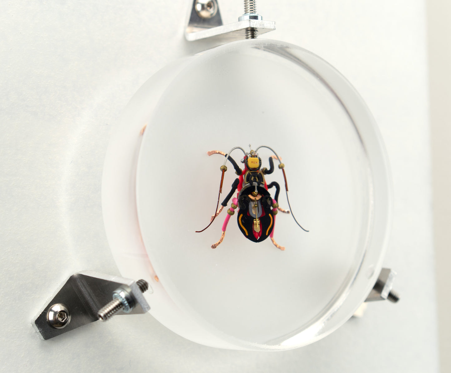 Violin Longhorn Beetle, 2023