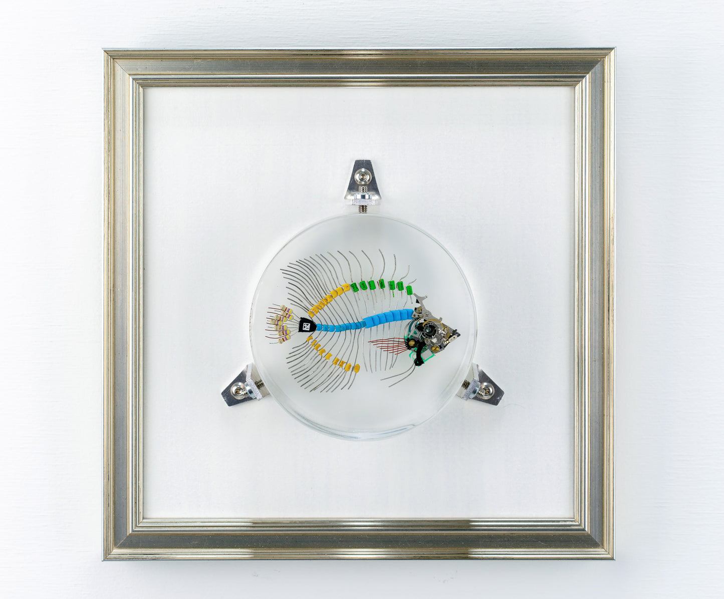 Voltaic Butterflyfish, 2023