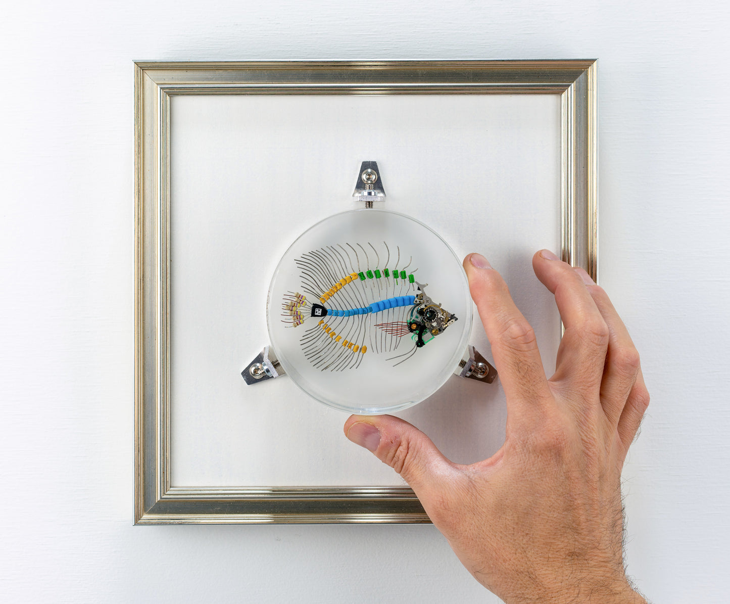 Voltaic Butterflyfish, 2023