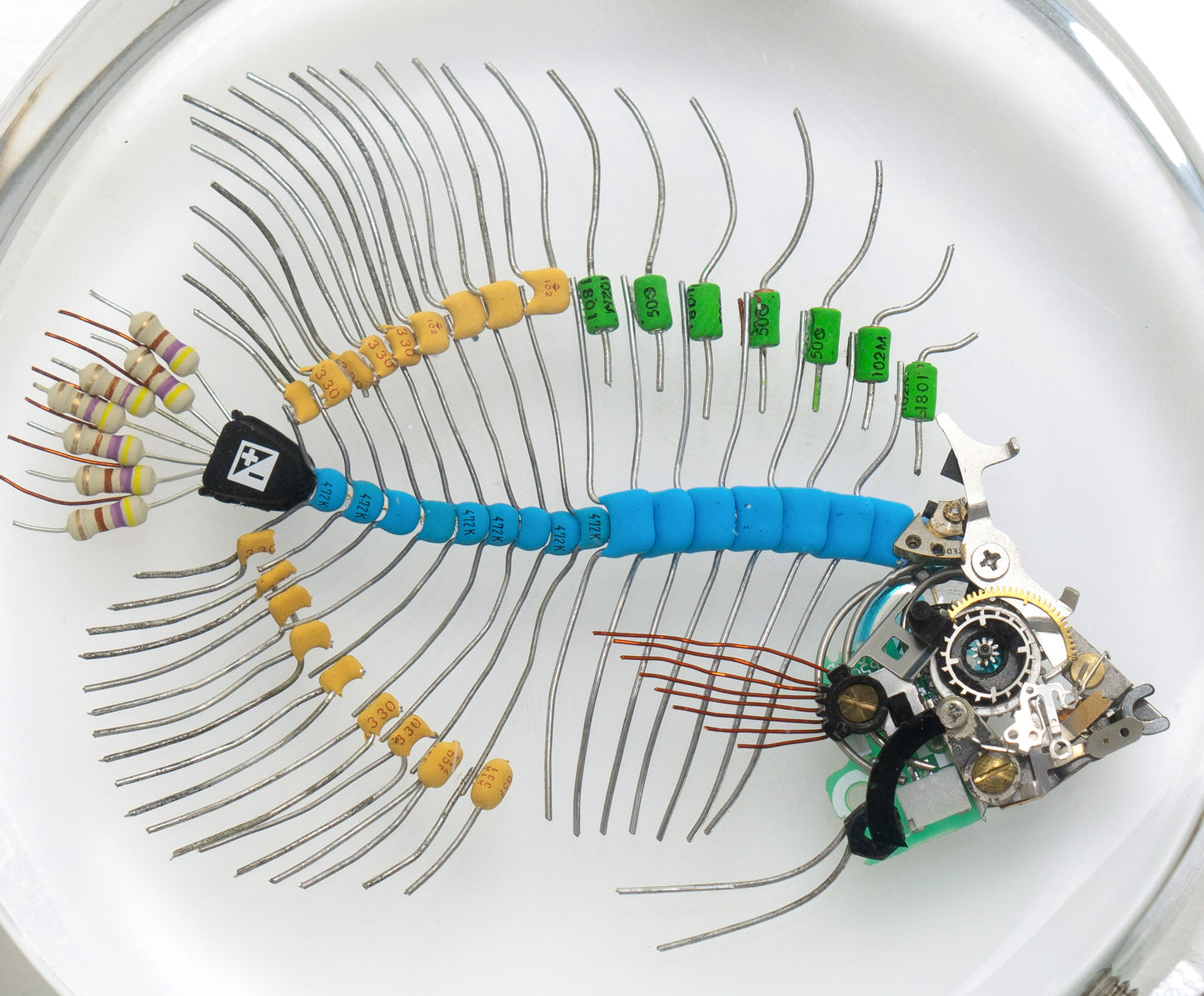 Voltaic Butterflyfish, 2023