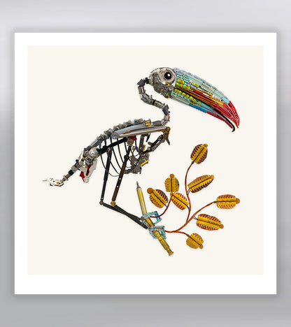 Toucan Signed Fine Art Print (10 x 10)