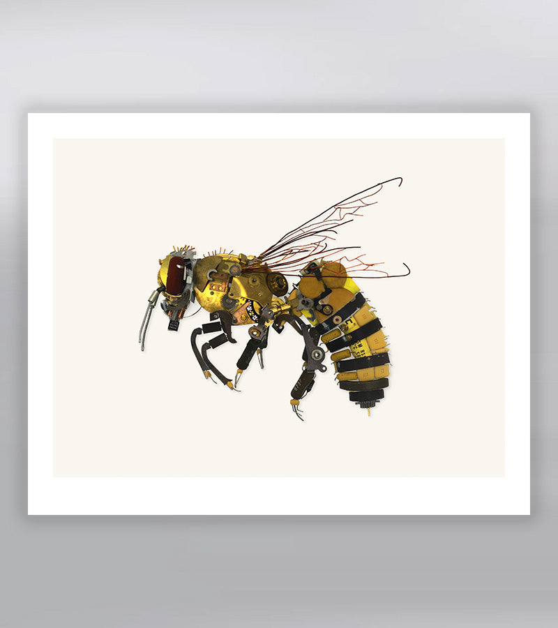 Honey Bee Signed Fine Art Print (8 x 10)