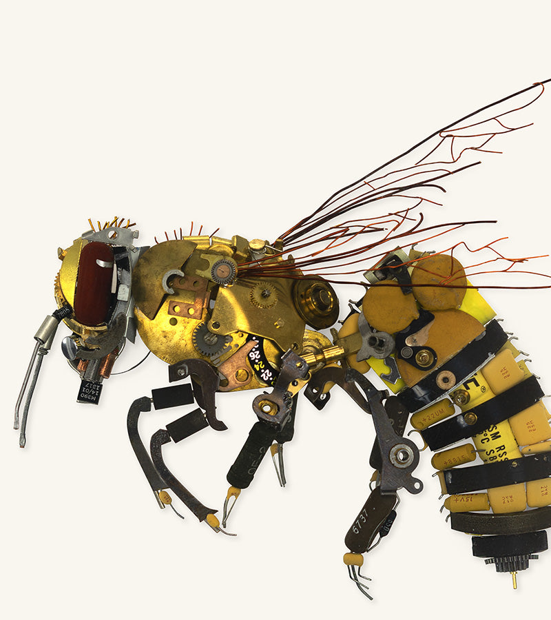 Honey Bee Signed Fine Art Print (8 x 10)