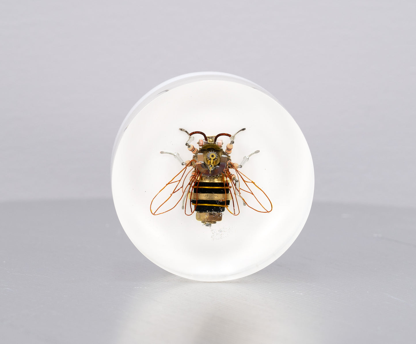 Bumblebee, 2024