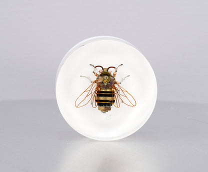 Bumblebee, 2024