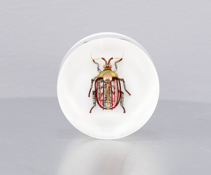 Scarab Beetle (SB02), 2024