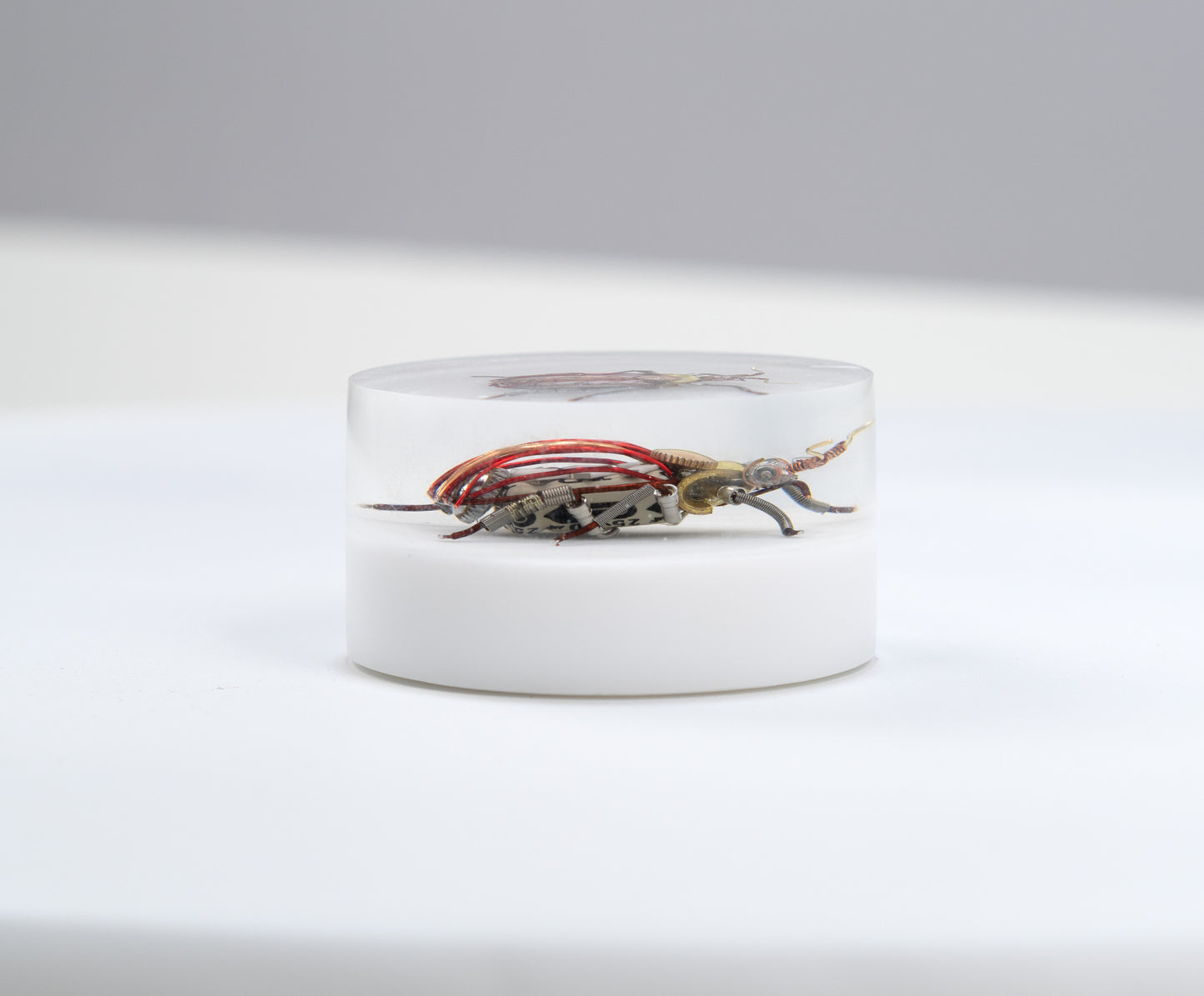 Scarab Beetle (SB02), 2024