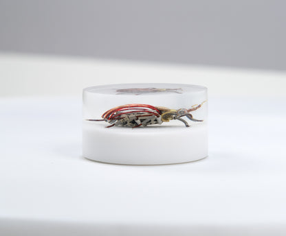 Scarab Beetle (SB02), 2024
