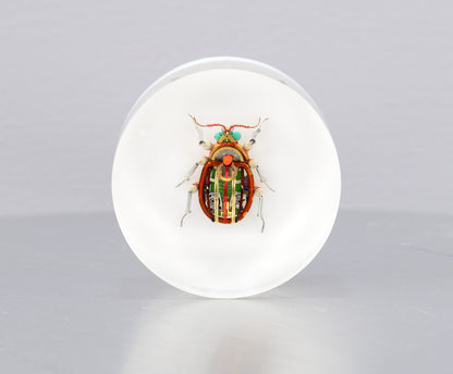 Scarab Beetle (SB03), 2024