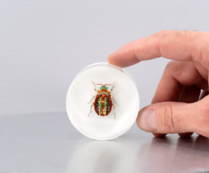 Scarab Beetle (SB03), 2024
