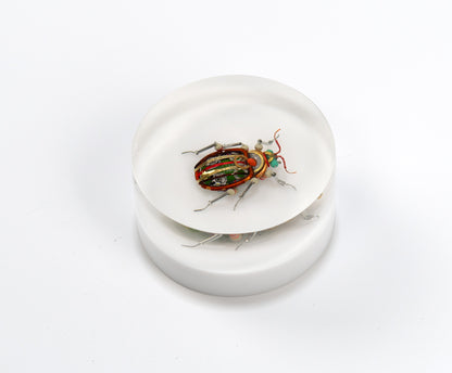 Scarab Beetle (SB03), 2024