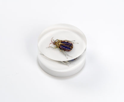 Scarab Beetle (SB04), 2024