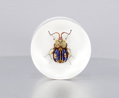 Scarab Beetle (SB05), 2024