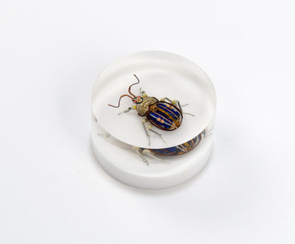 Scarab Beetle (SB05), 2024