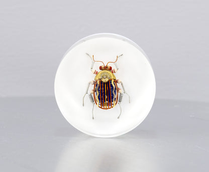 Scarab Beetle (SB08), 2024
