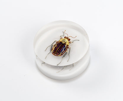 Scarab Beetle (SB08), 2024