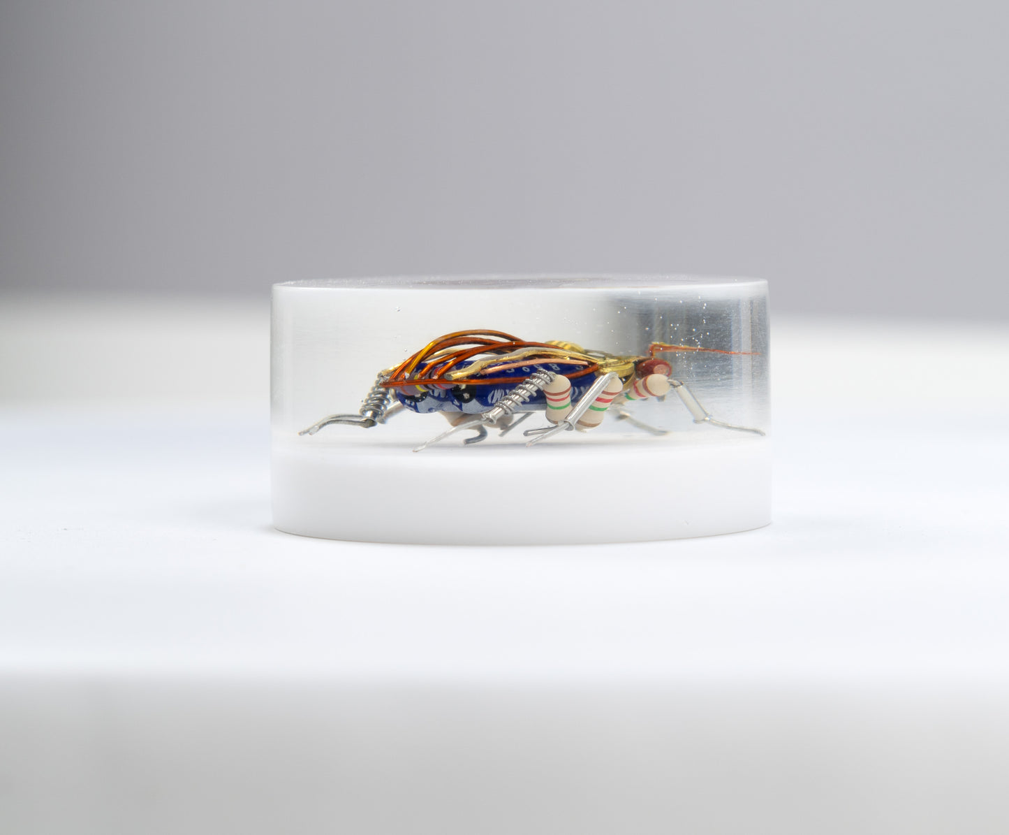 Scarab Beetle (SB08), 2024