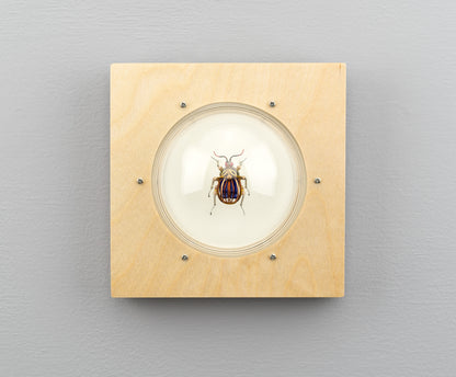 Scarab Beetle (SB09), 2024