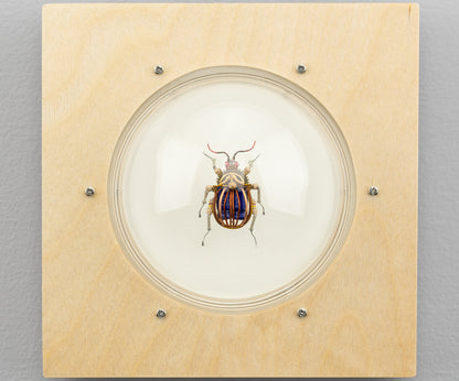 Scarab Beetle (SB09), 2024