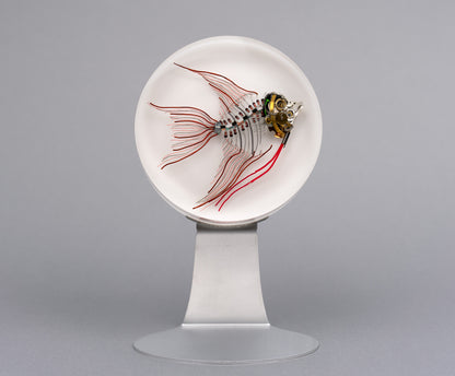 Ember Angelfish, 2026