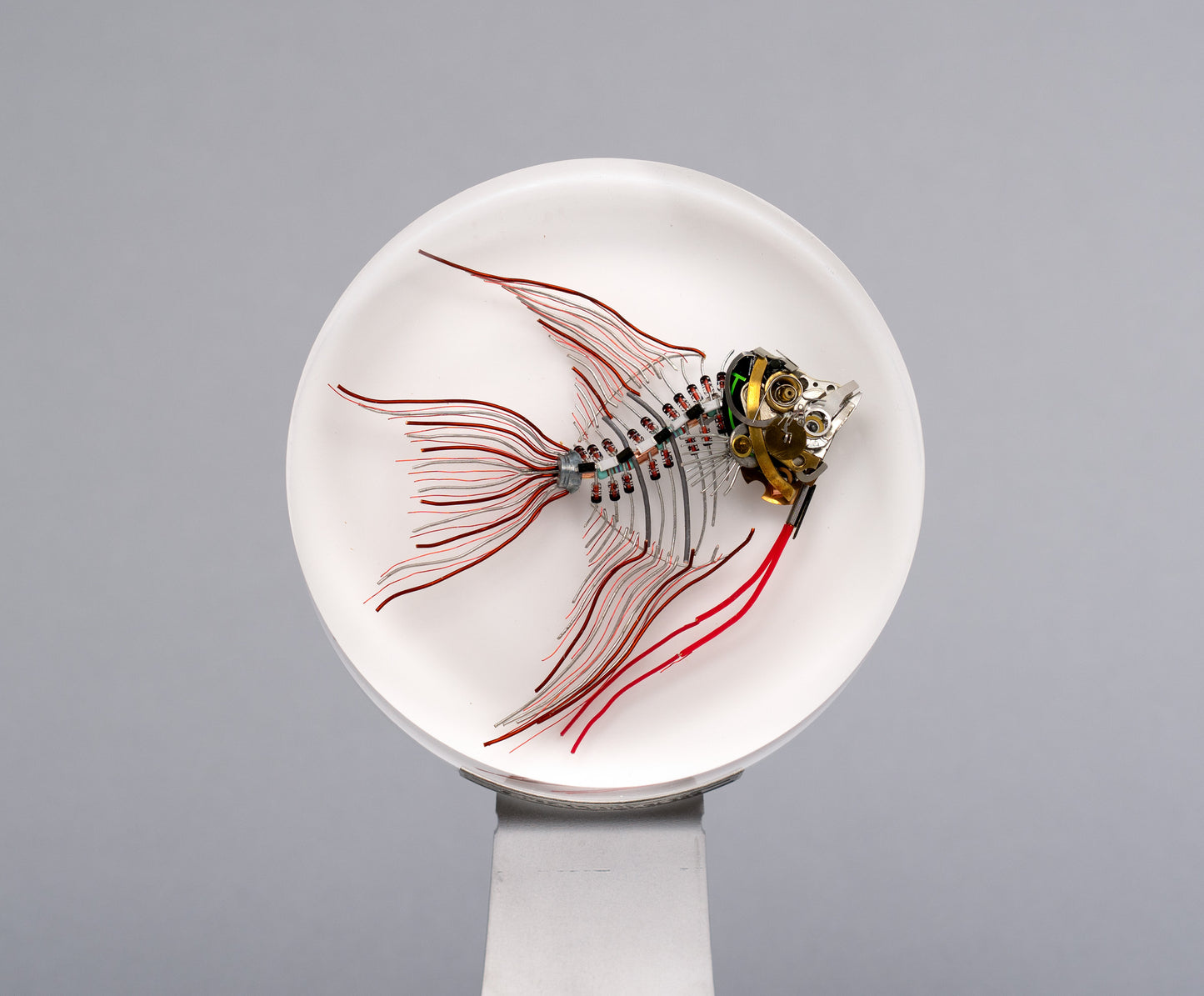 Ember Angelfish, 2026