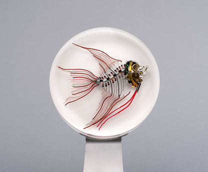 Ember Angelfish, 2026