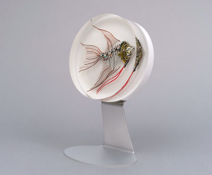 Ember Angelfish, 2026