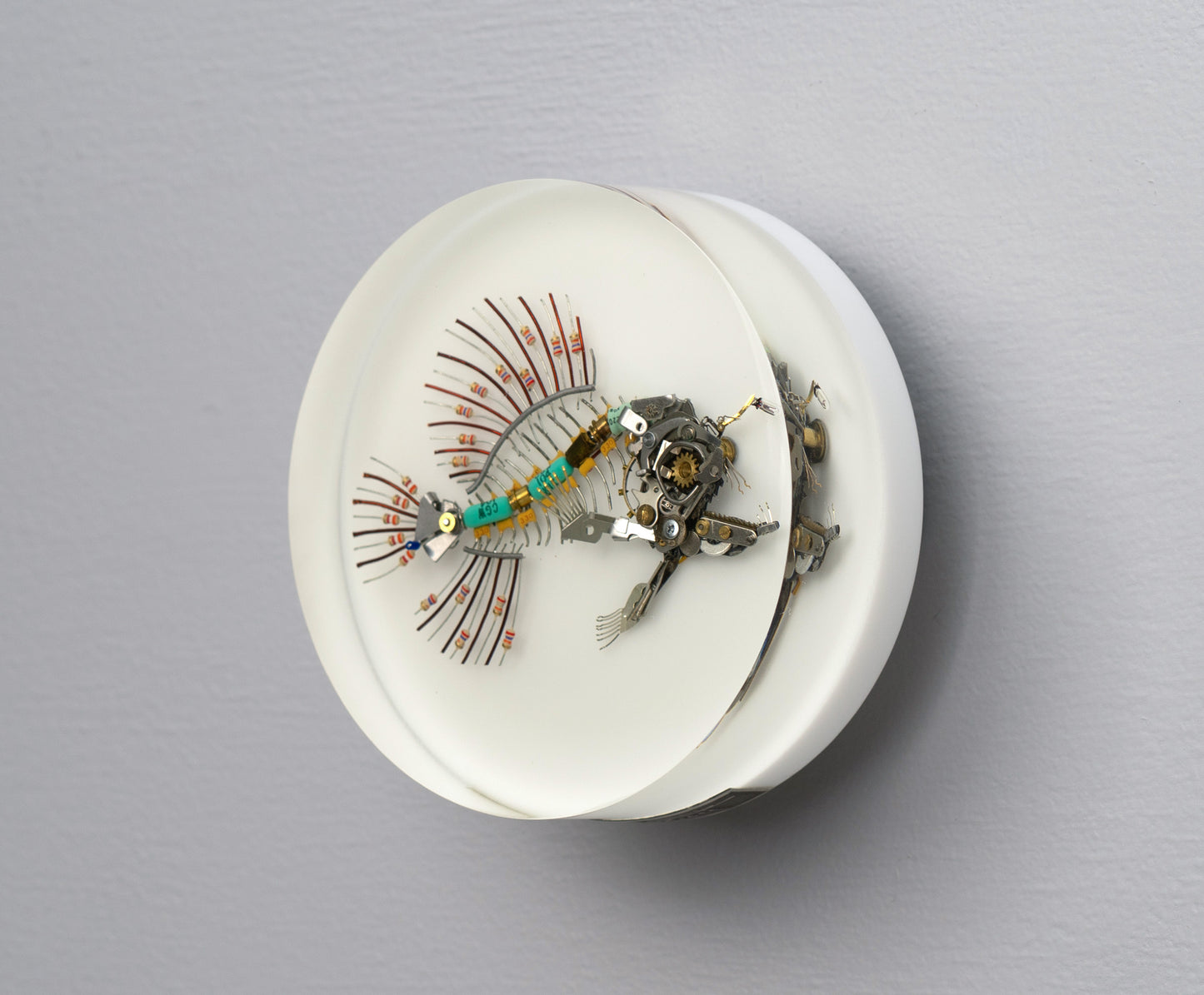 Micro-barb Anglerfish, 2025