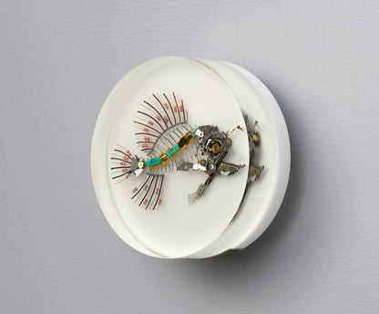 Micro-barb Anglerfish, 2025