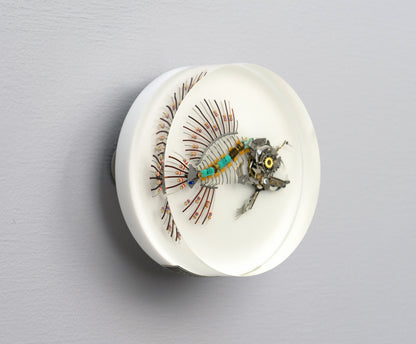 Micro-barb Anglerfish, 2025
