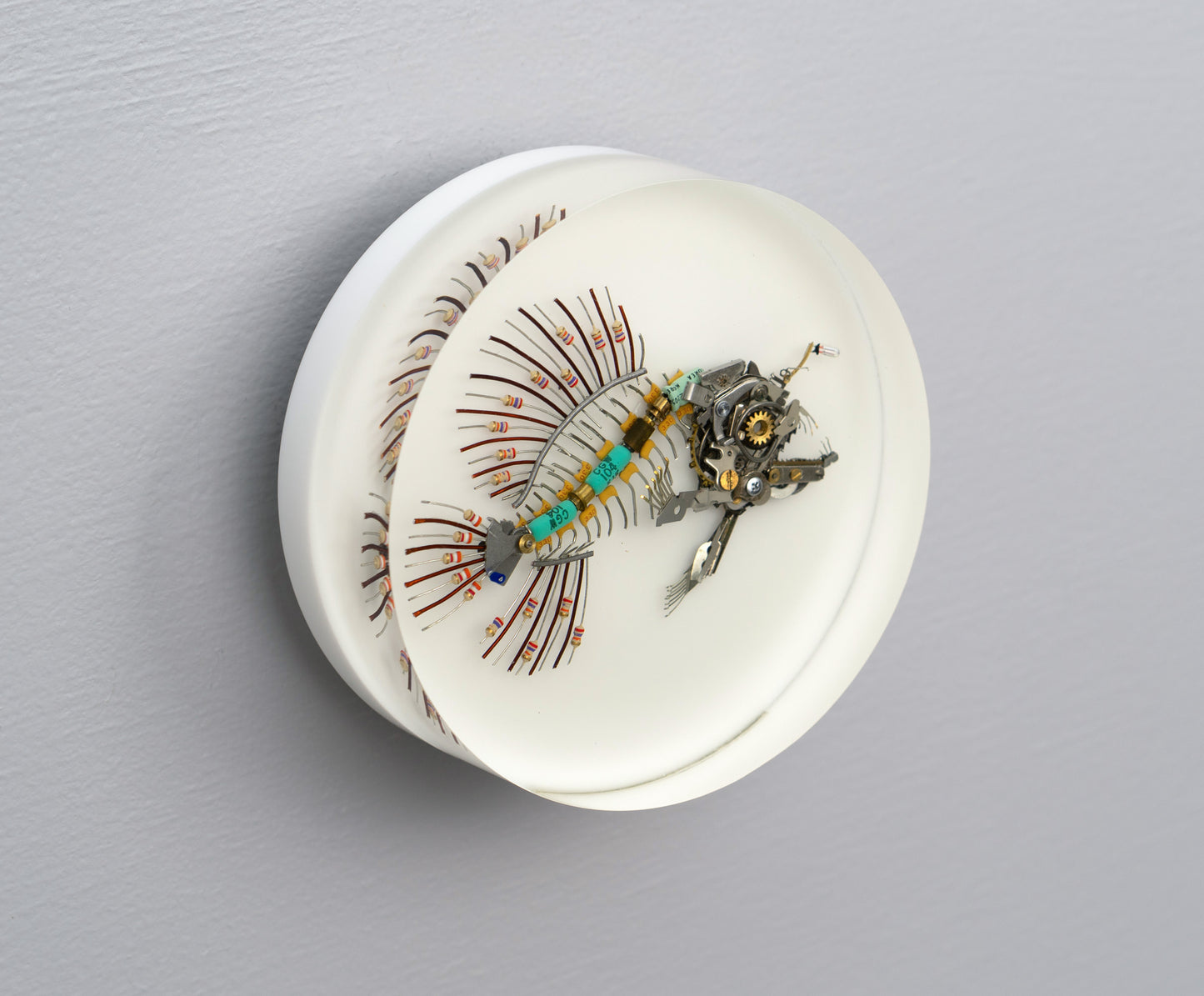 Micro-barb Anglerfish, 2025