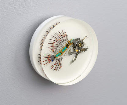 Micro-barb Anglerfish, 2025