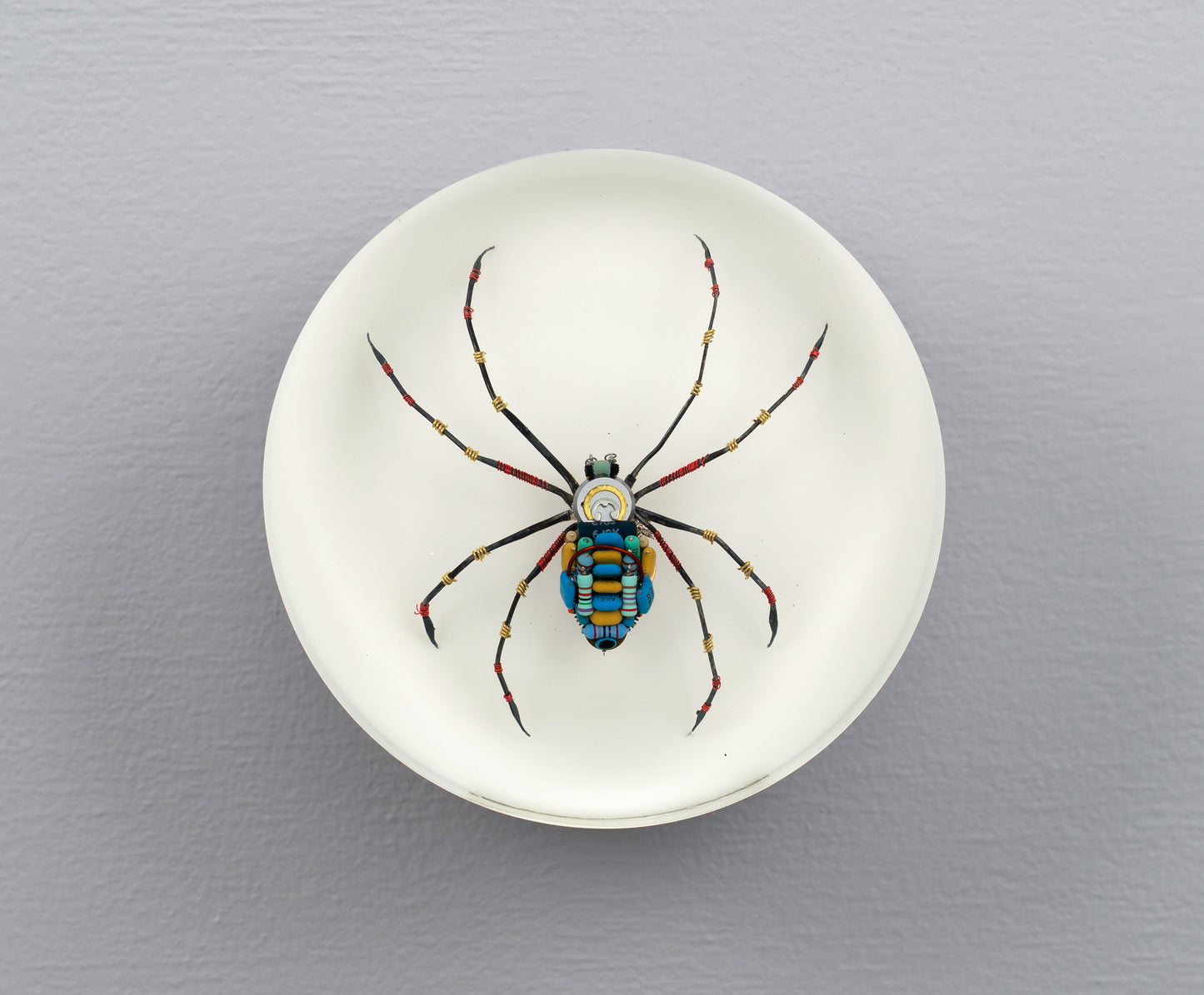Moontrace Orb-weaver Spider, 2025